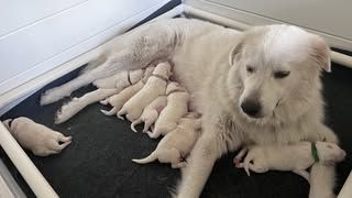 Great Pyrenees puppy