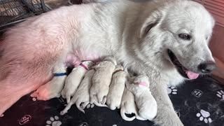 Great Pyrenees puppy