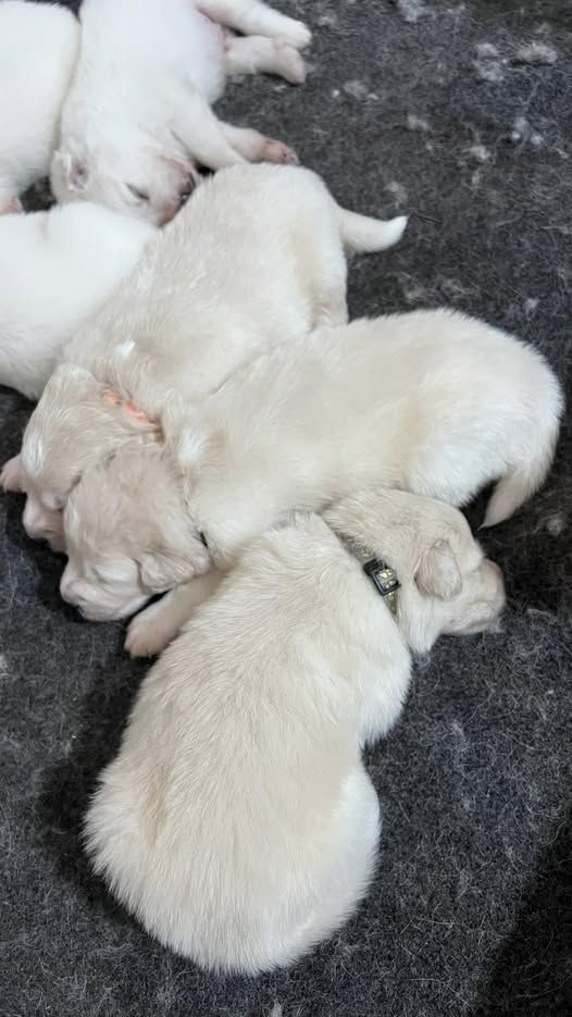 A pile of fluffy white Great Pyrenees puppies
